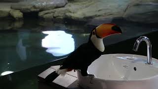 A toco Toucan drink water from an automatic faucet  in NIFREL Osaka Japan. 自動水栓から水を飲むオニオオハシ