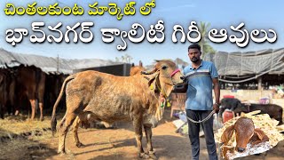 చింతలకుంట మార్కెట్ లో భావ్‌నగర్ క్వాలిటీ గిరీ ఆవులు | Bhavnagar Breed Gir Cows in Hyderabad