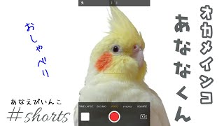 オカメインコのおしゃべり「こんにちは」｜Cockatiel