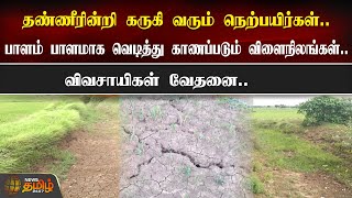 தண்ணீரின்றி கருகி வரும் நெற்பயிர்கள்..| விவசாயிகள் வேதனை..| Thiruvarur