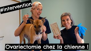 Ovariectomie chez la chienne #l'intervention ! 🐶