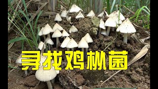 老板订购200元鸡枞菌，小伙在路边找到一窝又一窝，发财了【农人阿蓝】