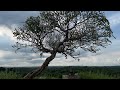 vamala murugan temple pallavur palakkad hridayam movie location