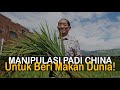 Akal China Beri Makan Miliaran Penduduk Dunia!! Teknologi Pertanian Padi Modern China