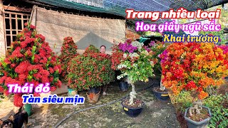 Trang thái tàn thông đẹp,hoa giấy ngũ sắc giá bao phí ship..06/02😘📲 0703236412.Cúc-Phan