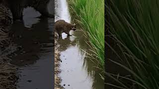 家の裏に現れたアライグマ