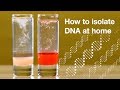 Home DNA extraction