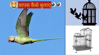 Parrot ud Jaaye to Kay Karna Hai / उड़ तोते को वापस कैसे बुलाए