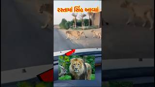 રસ્તામાં ત્રણ ચાર સિંહ આવી ગયા #lion #sasan #tiger #gir #sasan #tigerlion