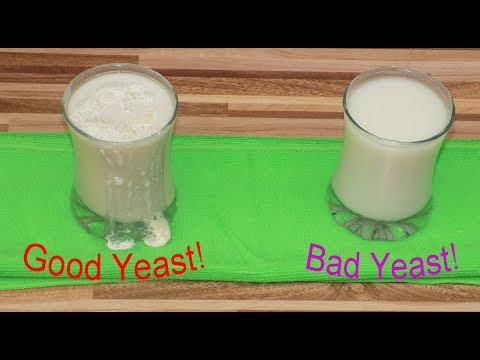 Good Yeast, Bad Yeast - The experiment Good Yeast, Bad Yeast - The experiment