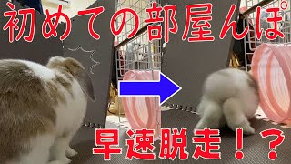 はじめての部屋んぽに挑戦！？大興奮のウサギ【ウサギ】【癒し】No.22