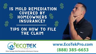 Is Mold Remediation Covered by Homeowners Insurance | Tips on How To File the Claim
