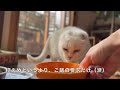 【170】犯罪は見逃さない！元野良猫シロの穏やかな暮らしを守る☆ポポの切ない瞳に胸が痛い