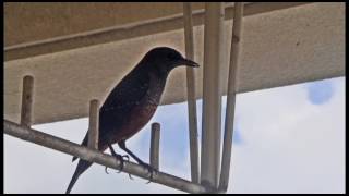 イソヒヨドリの歌声　song of Blue Rock-Thrush