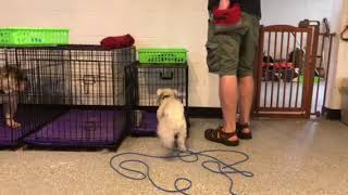 Crate Training with a Shitzu
