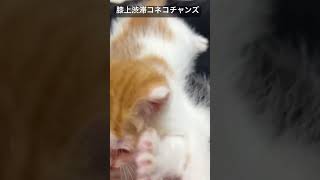 膝上渋滞4コネコチャンズ   #cat #kitten #猫 #子猫 #ねこ #こねこ #animal  #cute  #猫のいる暮らし #shorts