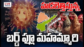 LIVE⭕హడలెత్తిస్తున్న బర్డ్ ఫ్లూ మహమ్మారి ..అయోమయంలో జనం | bird flu Virus | | CVR Health News