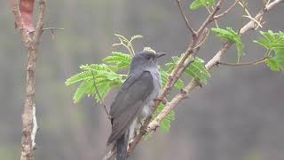 Gray-bellied cuckoo singing