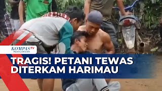 Tragis, Petani di Lampung Barat Ditemukan Tewas Diduga Diterkam Harimau