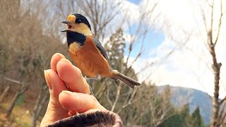 ゆかいなヤマガラファミリー物語〜手に乗るかわいい野鳥たち