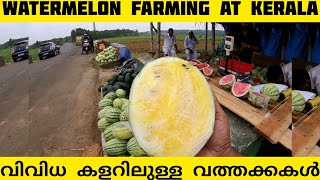 Variety types of watermelon in Malappuram | കുറ്റൂർ പാടം