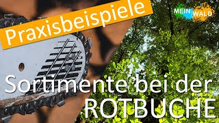 Holzvermarktung bei Rotbuchen 🌳🪵 Welche Sortimente bei welchen Baum?