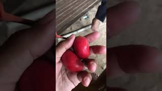 ផ្លែទ្រាលដោះក្របី #shortvideo