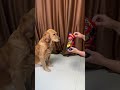 the dog was impressed by the chinese culture~ funnydog funnyvideo shorts