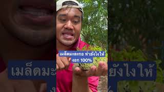 รีวิว เมล็ดมะละกอฮอลแลนด์ บ่มยังไง งอก100%