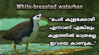 കുളക്കോഴിയെ കാണാത്ത മലയാളികളുണ്ടോ White breasted waterhen (Amaurornis phoenicurus)