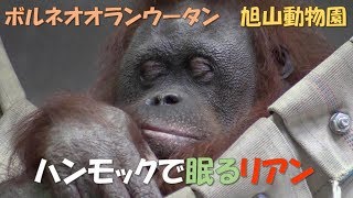 【オランウータン】ハンモックで眠るリアン（旭山動物園）Borneo orangutan \