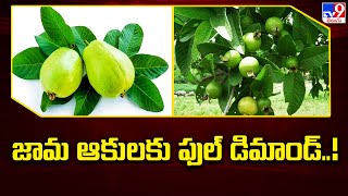 Guava Leafs : జామ ఆకులకు ఫుల్ డిమాండ్..! - TV9