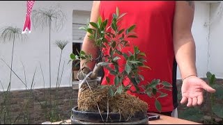 Cómo hacer bonsai con raíces sobre roca - Descubriendo raíces y algo de diseño - Septiembre 2016