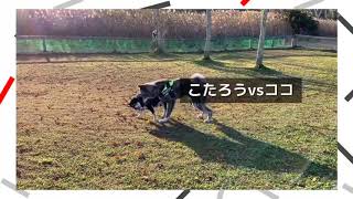 【秋田犬:柴犬】「わんぷろ」　小太郎vs小虎【akita dog】Dog wrestling. Kotarou VS CoCo.