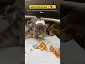 cat family eating food 🥹 cat fypシ゚ foryou trending animals ytshorts youtube foryou