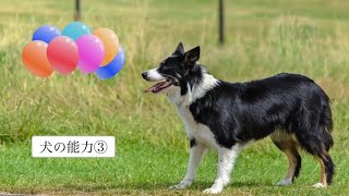 【犬の能力について③視覚・運動能力】愛犬家住宅　ペットリフォームならセラフ榎本　ペット快適化住環境　埼玉県　群馬県　東京都　神奈川県