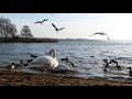 the most beautiful birds collection 4k ultra hd relaxing music with beautiful birds