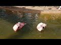 4k flamingo in tokushima zoo tokushima ☆とくしま動物園のフラミンゴ 徳島