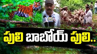 పులి బాబోయ్ పులి..| Tiger Hulchal In Kakinada District Gandepalle mandal |@swatantralive