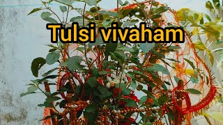 Tulsi vivaham ( തുളസീ വിവാഹം)dwadashi thithi 13/11/2024