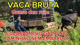 A VIDA NA ROÇA COMO ELA É. FIZEMOS O GADO SUBIR NO CAMINHÃO SEM O EBARCADOR.