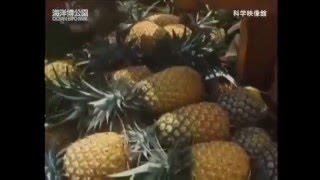 暮らしに役立つ熱帯植物3-2制作：海洋博覧会記念公園管理財団