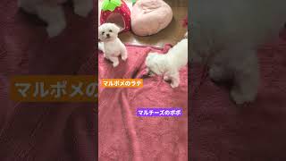 ［マルチーズ1歳11ヶ月1.7キロのポポ］ラテとポポ間違うよ😂　#マルチーズ　#マルチーズのポポ　#maltese 　#ミックス犬　#マルポメ　#マルポメのラテ　#多頭飼いの日常 　#超小型犬　#愛犬