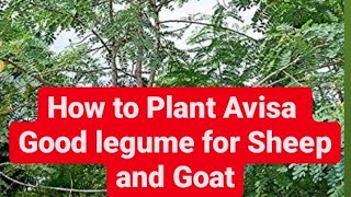 How to Plant Avisa/ Sesbania Grandiflora, /Hummingbird Tree, Hadga, Agase, Avisa, Agati Seeds.