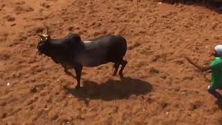 manaparai jallikattu