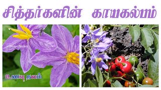 Thoothuvalai Benefits | தூதுவளை இலை சித்தர்களின் காயகல்பம்