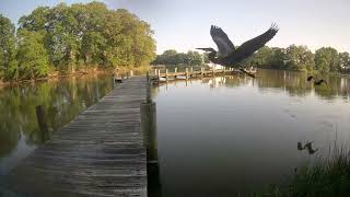 Two Herons Flyby