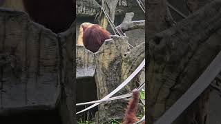 紅毛猩猩Bornean Orangutan/Taipei Zoo