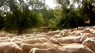 Fransa Lacaune ırkı damızlık koyunlar Avrupadan Türkiye pedigirili hayvanlar #Lacaune #merinos