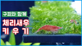 체리새우 키우기 - 구피와 함께 키우는 체리새우 | 체리새우 폭번 팁 | 체리새우 포란 산란 치비